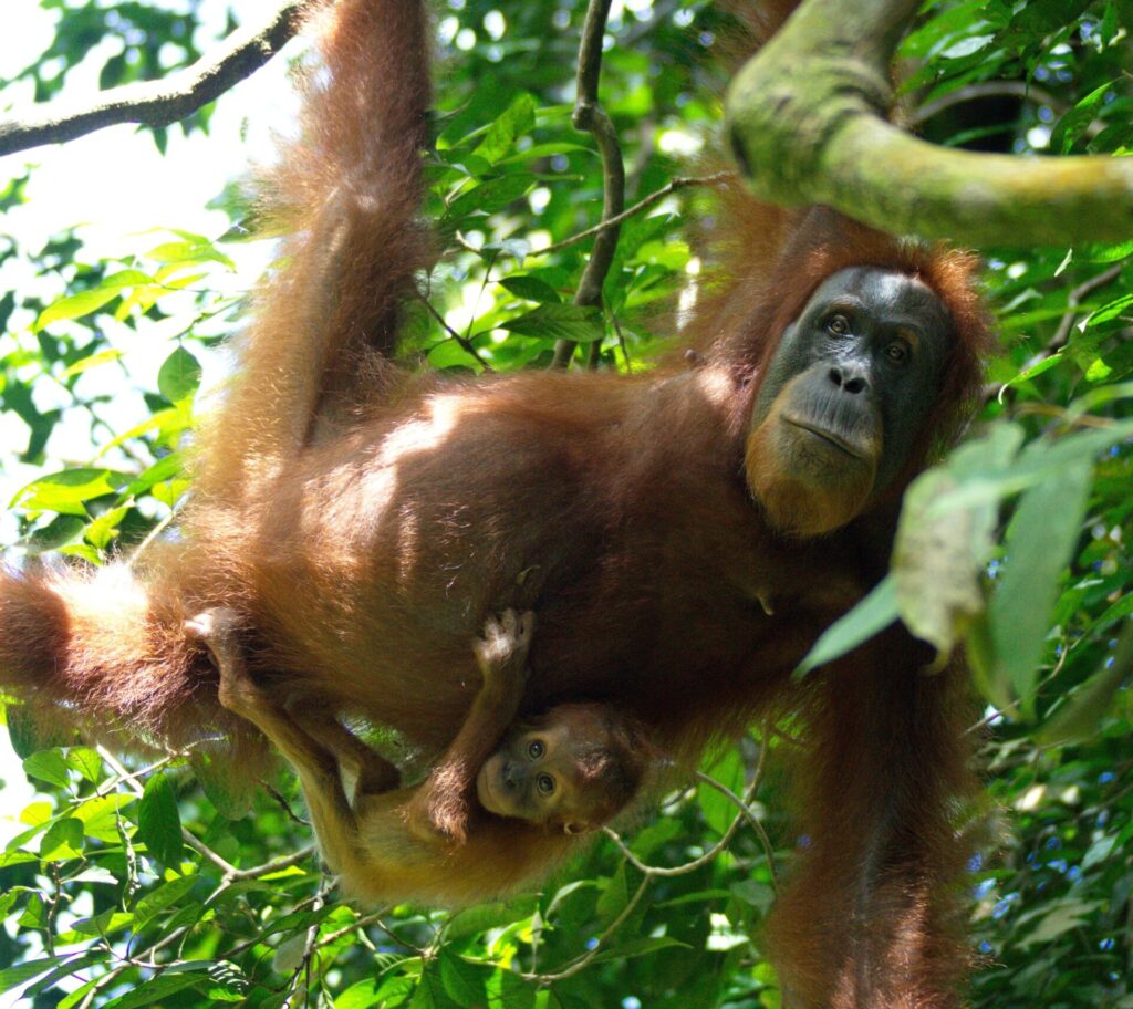 Orang-Utan mit Baby im Dschungel